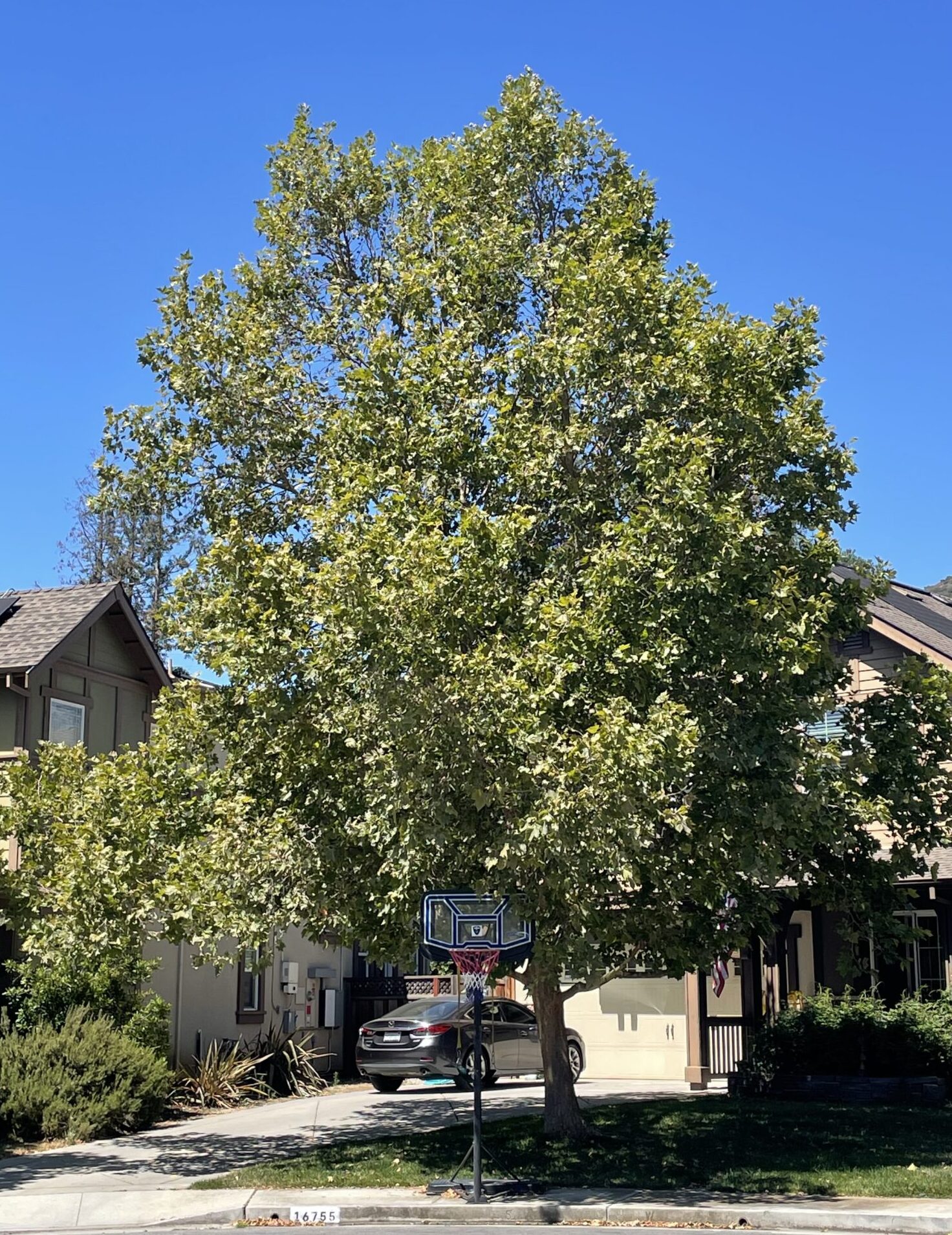 Mature shade tree providing cooling shade in a suburban front yard.