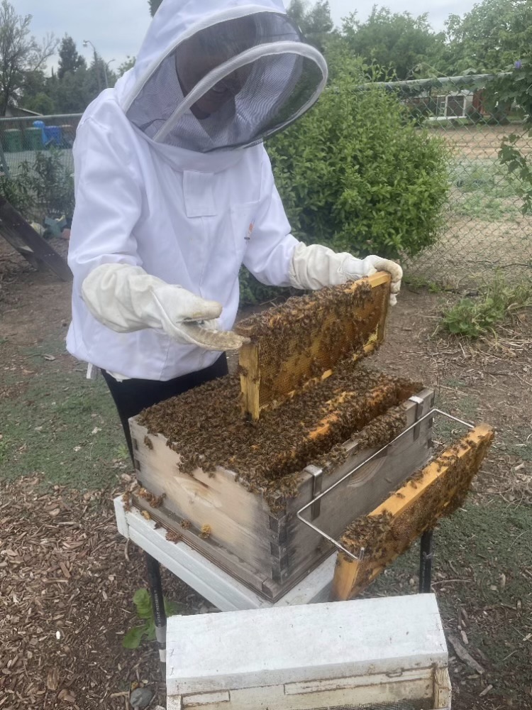 A beekeeper wearing protective clothing carefully inspects a frame of honey bees from a backyard hive in East Contra Costa County.