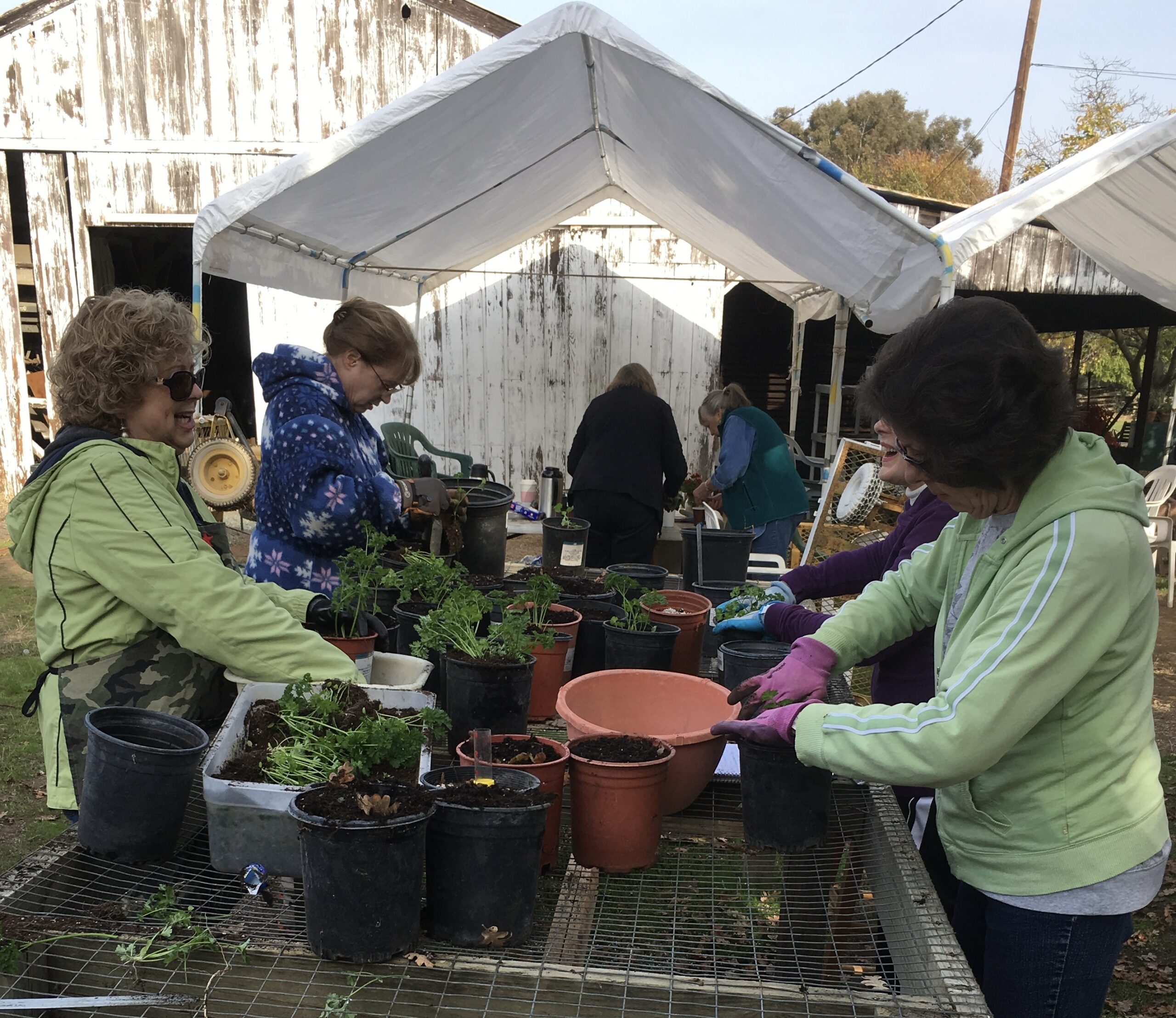DIG plant propagation volunteers working together at the garden