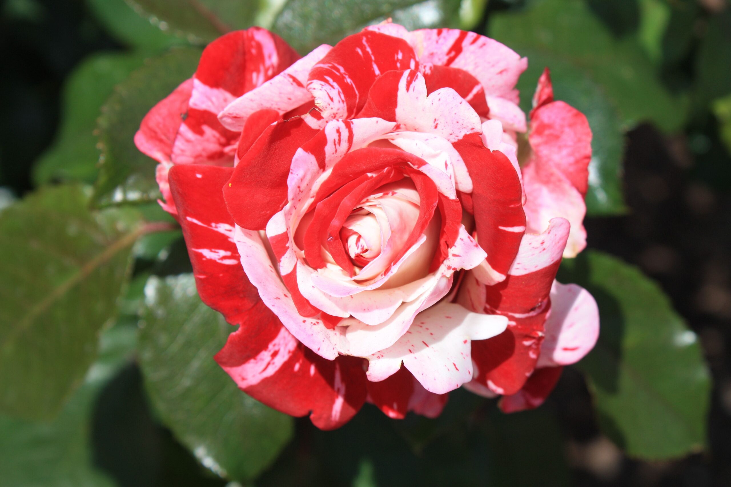 Growing beautiful roses in East Contra Costa County