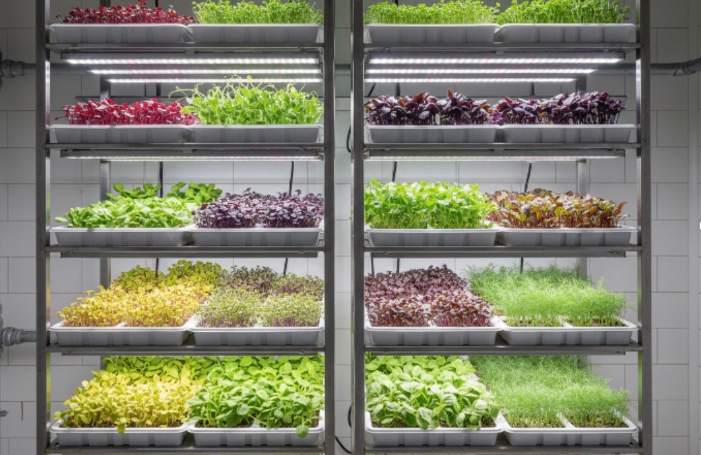 Trays of green, purple, and yellow microgreens growing on shelves under grow lights.