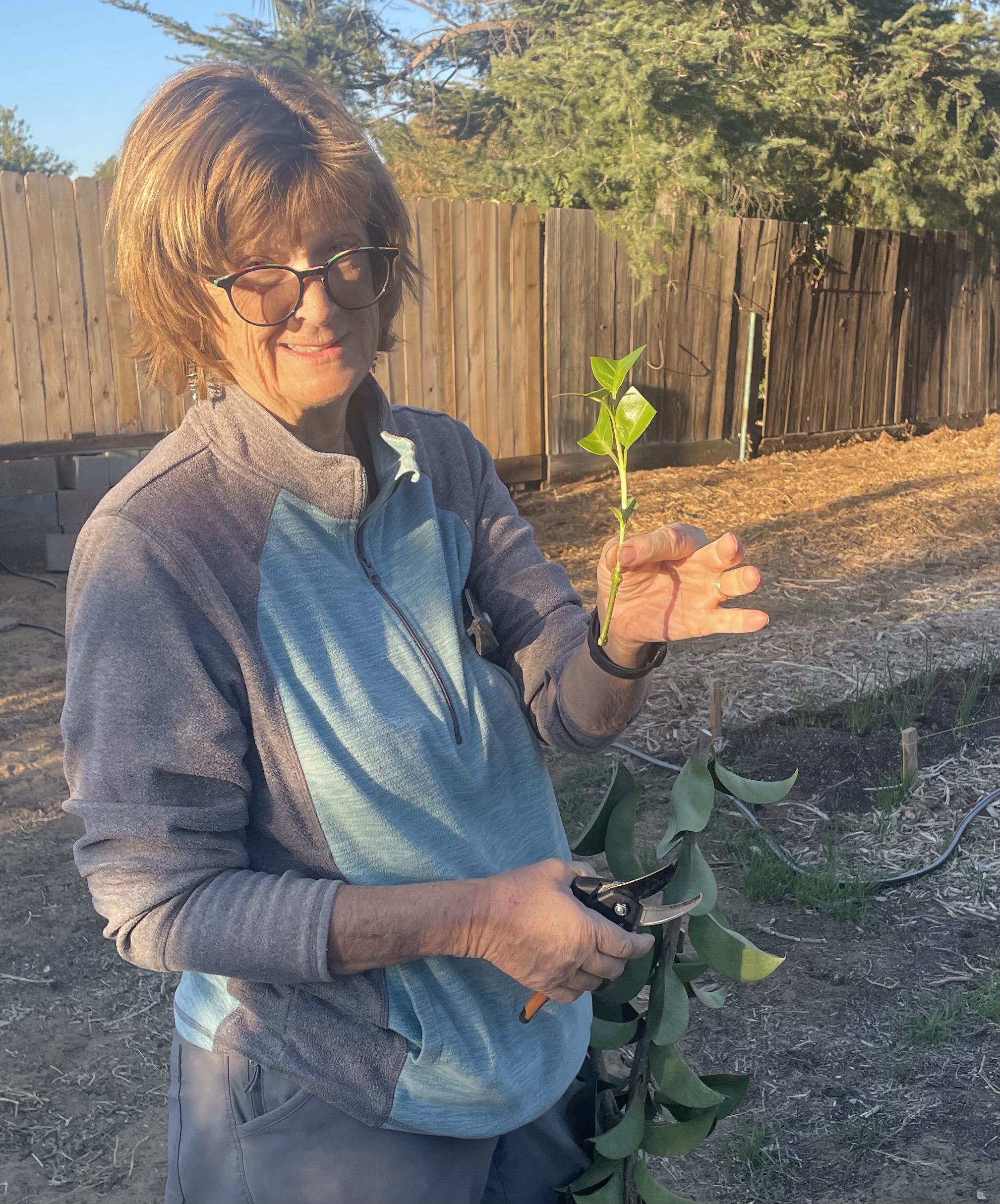 Robin holding up a small privet cutting, with hand pruners in her other hand.